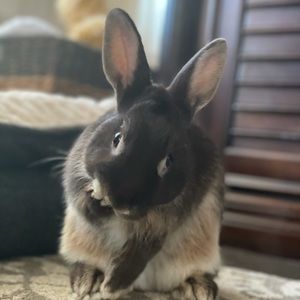 Meet your Posher, Brooklyn